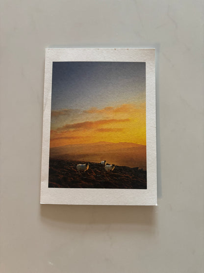Three Sheep Sunset, Dartmoor