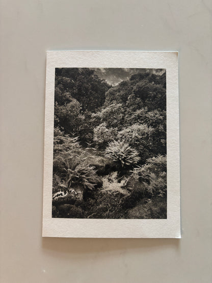 Amongst The Ferns, Dartmoor