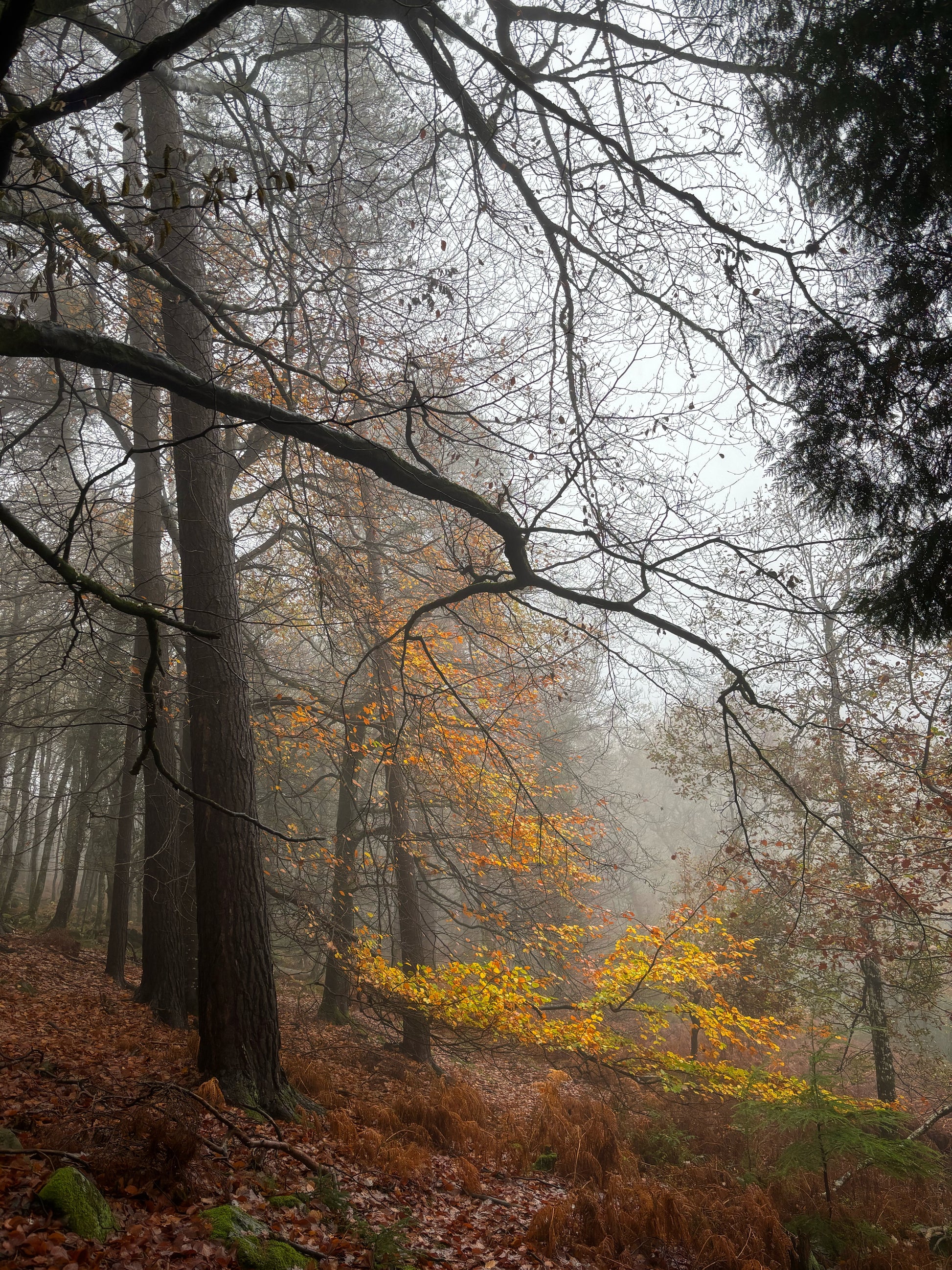 A misty autumn woodland scene on Dartmoor -- tall dark tree trunks rise into bare branches against a pale grey sky, with a blaze of amber and gold leaves glowing at the forest floor.