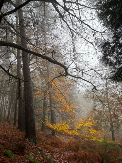 A misty autumn woodland scene on Dartmoor -- tall dark tree trunks rise into bare branches against a pale grey sky, with a blaze of amber and gold leaves glowing at the forest floor.