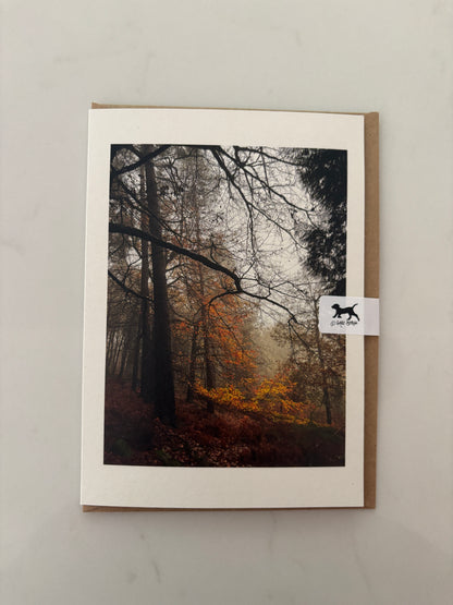 A misty autumn woodland scene on Dartmoor -tall dark tree trunks rise into bare branches against a pale grey sky, with a blaze of amber and gold leaves glowing at the forest floor. All n a greeting card
