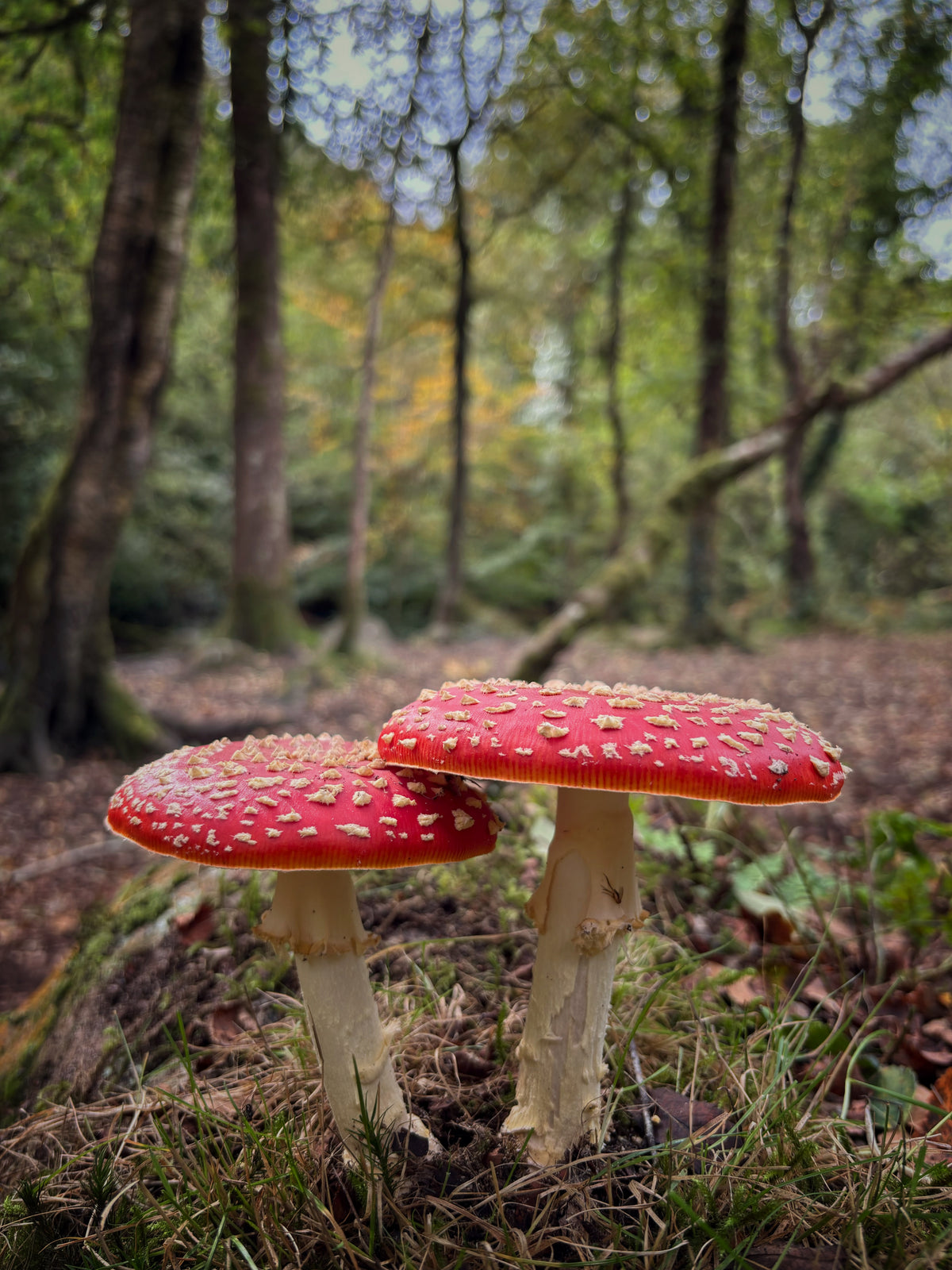Fly Agaric, Skaigh Woods | Dartmoor Fungi Card