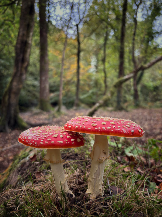 Fly Agaric, Skaigh Woods | Dartmoor Fungi Card