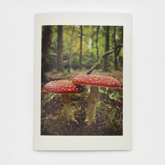 Fly Agaric Dartmoor greeting card showing two red and white spotted toadstools in Skaigh Woods