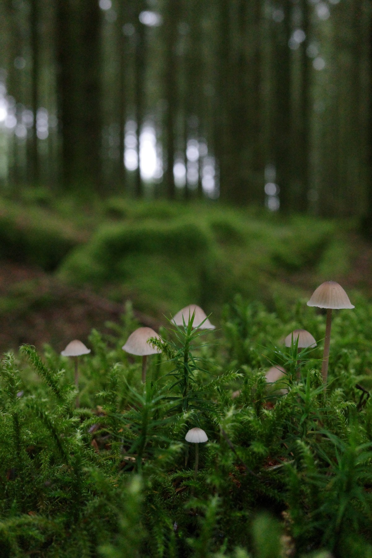 Bonnet Mushrooms, Fernworthy | Dartmoor Fungi Card