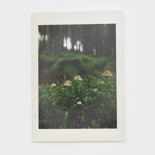 Bonnet Mushrooms Dartmoor greeting card showing tiny pale mushrooms in moss beneath the conifers at Fernworthy