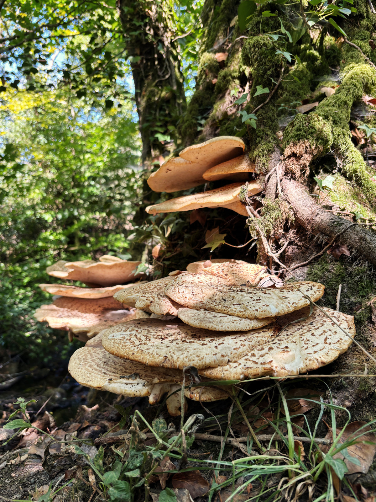 Dryad's Saddle, Skaigh Woods | Dartmoor Fungi Card