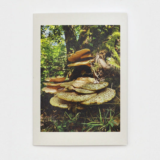 Dryad’s Saddle Dartmoor greeting card showing tiers of bracket fungus at the foot of a mossy tree in Skaigh Woods