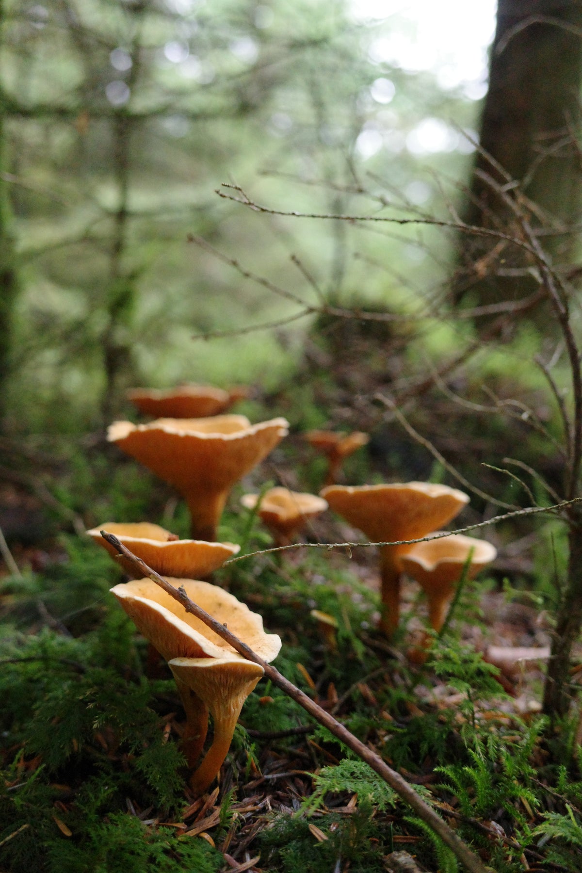 False Chanterelles, Fernworthy | Dartmoor Fungi Greeting Card