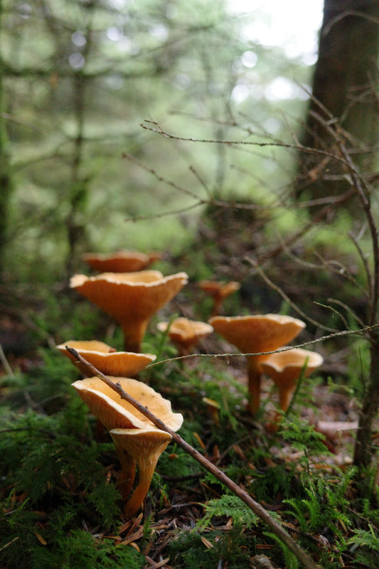 False Chanterelles, Fernworthy | Dartmoor Fungi Greeting Card