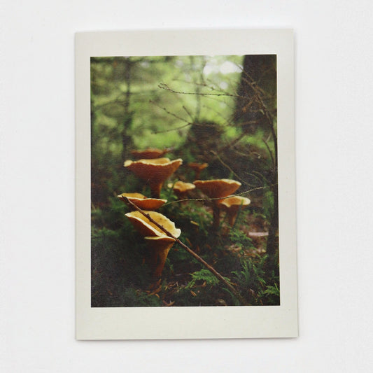 False Chanterelles Dartmoor greeting card showing orange funnel-shaped fungi in Fernworthy Forest