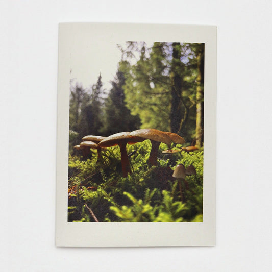 Fungi and Moss Dartmoor greeting card showing brown-capped mushrooms in sunlit moss at Fernworthy