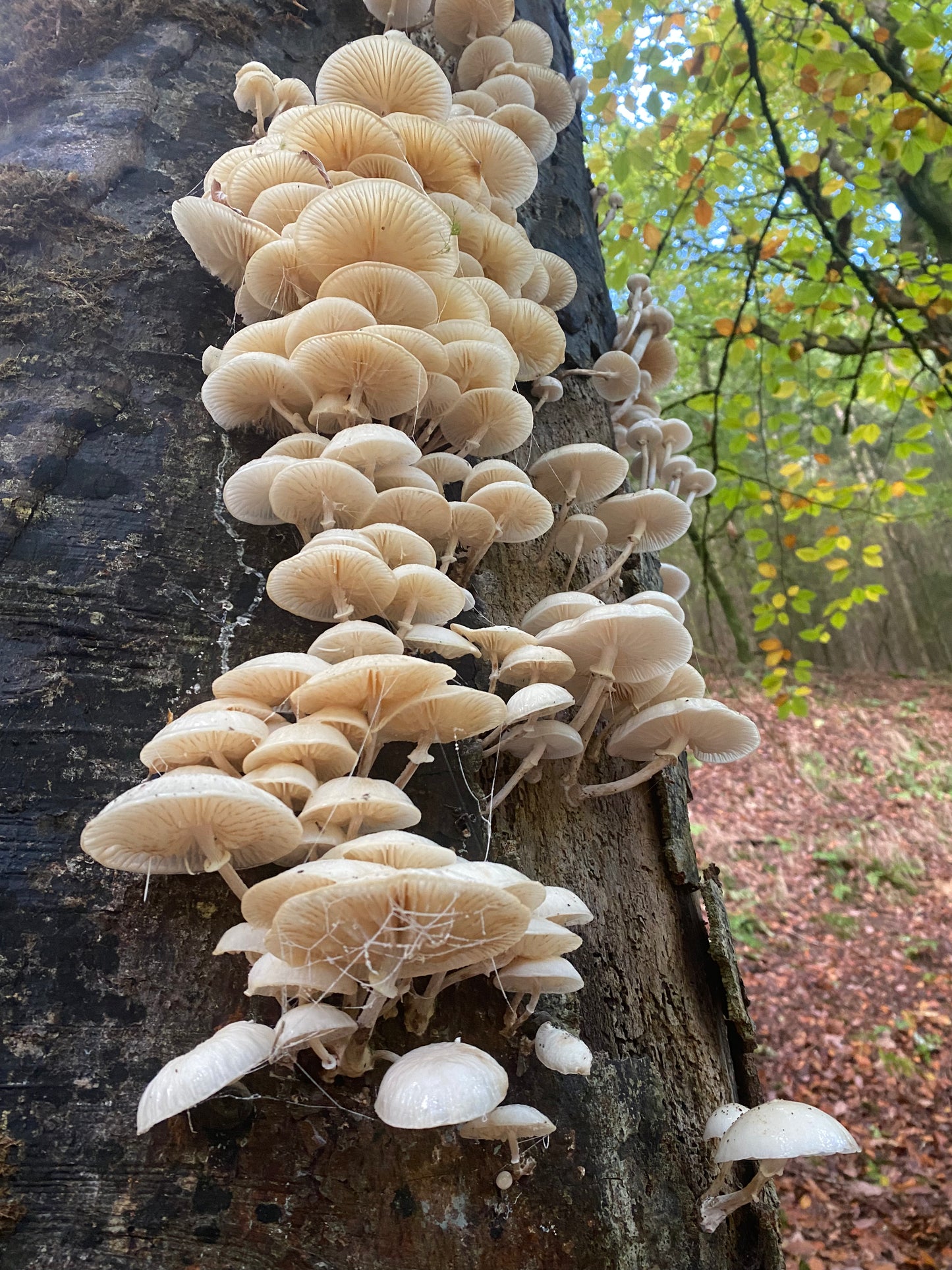 Porcelain Fungus, Dunsford Woods | Dartmoor Fungi Card