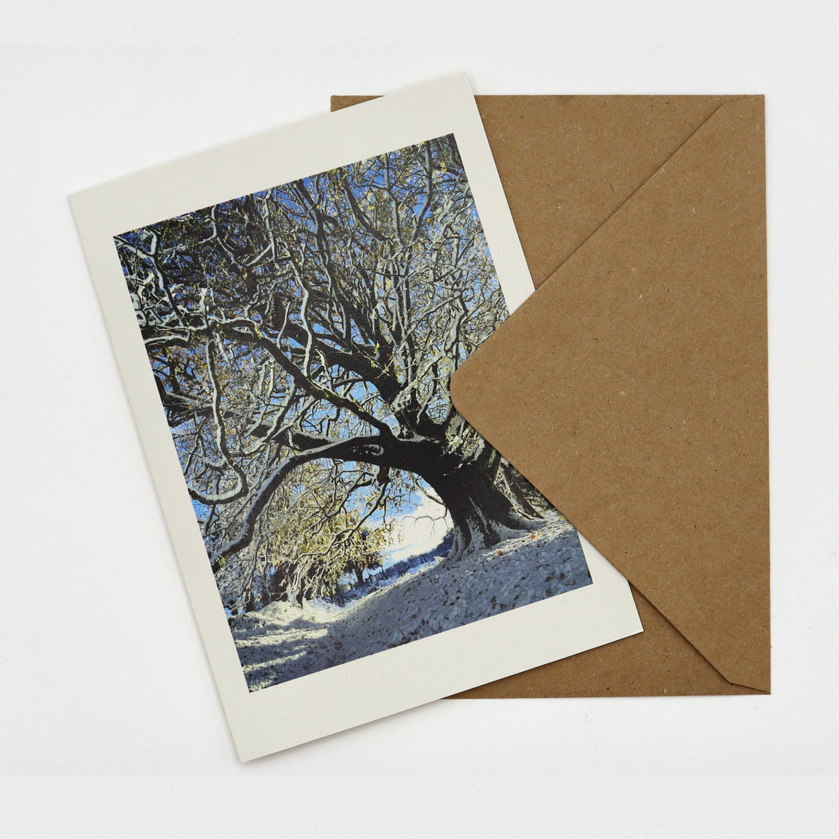 Snow on the Sheep Field Tree Christmas card showing an old tree with snow on every branch against a blue sky