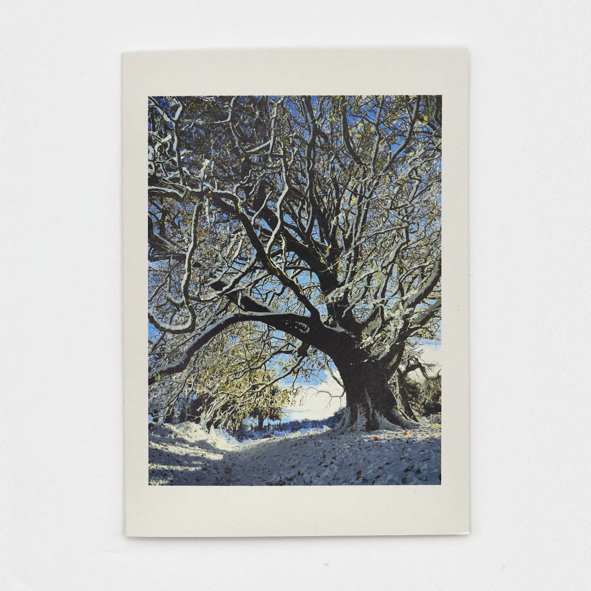 Snow on the Sheep Field Tree Christmas card showing a great old Dartmoor tree with snow along its branches against a blue sky