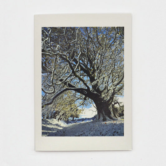 Snow on the Sheep Field Tree Christmas card showing a great old Dartmoor tree with snow along its branches against a blue sky