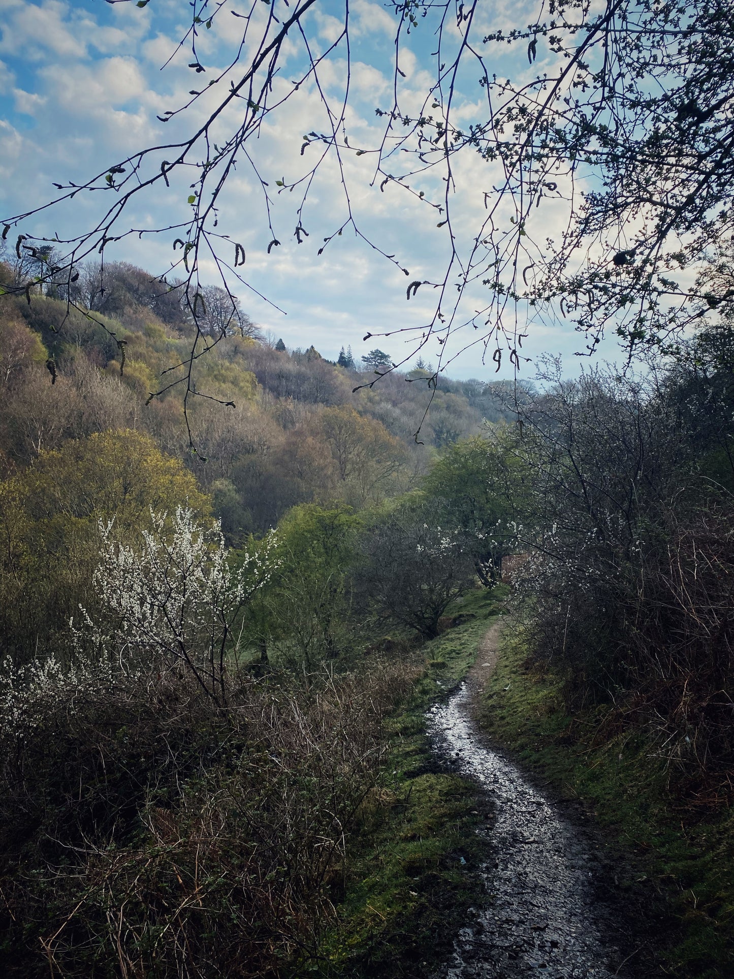 Spring Tracks (Giclée Art Print)