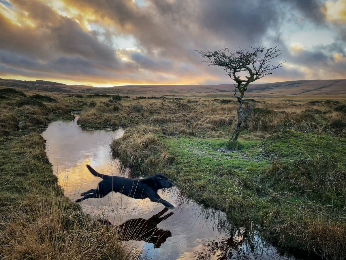 Black Labrador leaping near the North Teign river below Scorhill, a lone windswept tree and moody golden sky behind, Dartmoor, Devon