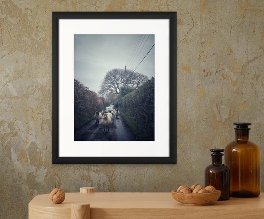 Sheep Gang on a Dartmoor Lane (Giclée Art Print)